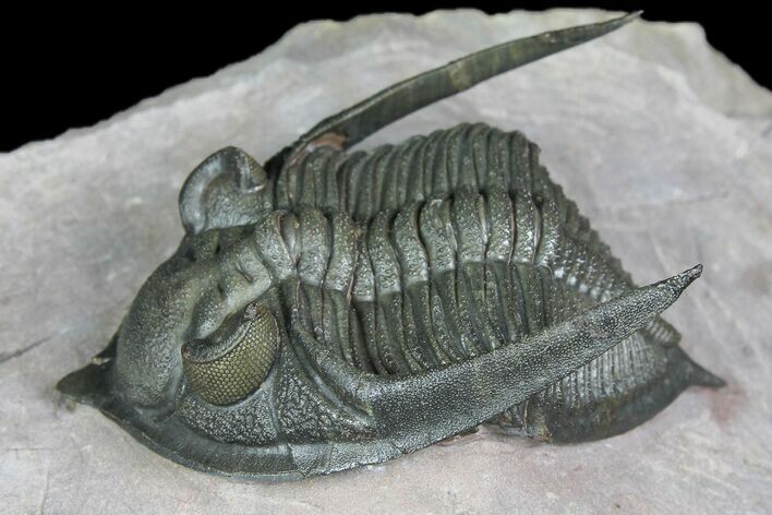 Detailed Zlichovaspis Trilobite - Lghaft, Morocco #170710